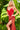 red prom dress 1012